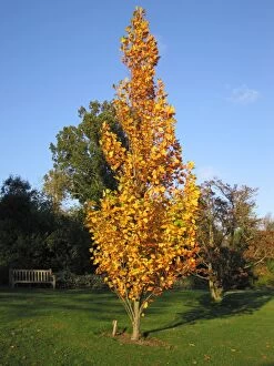 Images Dated 1st November 2006: Tulip Tree
