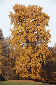 Images Dated 1st November 2009: Tulip Tree - autumn