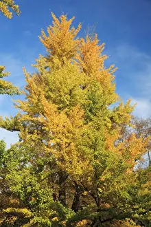 Tulip Tree - in autumn colour, Hessen, Germany