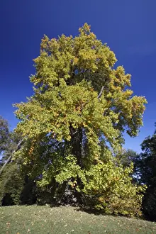 Tulip Tree - autumn - Hessen - Germany