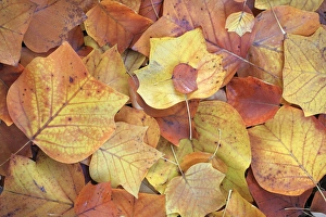 Images Dated 5th November 2008: Tulip Tree - leaves showing autumn colour