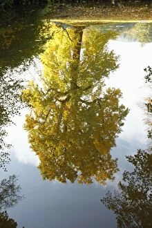 Images Dated 22nd October 2009: Tulip Tree - reflection in lake - autumn - Wilhems Hoehe Park - Kassel - Hessen - Germany