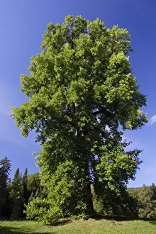 Tulip-Tree - standing in park, Hessen, Germany