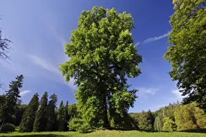 Tulip-Tree - in Wilhems-Hohe hill park, Kassel, Hessen, Germany