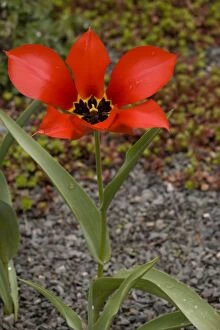 Images Dated 12th April 2006: Tulipa eichleri - rare tulip from Georgia and adjacent areas of Russia
