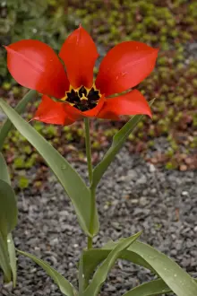 Xerophyte Prints: Tulipa eichleri - rare tulip from Georgia and adjacent areas of Russia