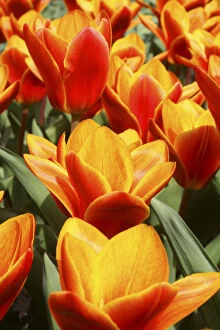 Tulips abound in Keukenhof Gardens, Holland