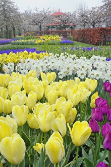 Tulips, daffodils, and Grape Hyacinth flowers