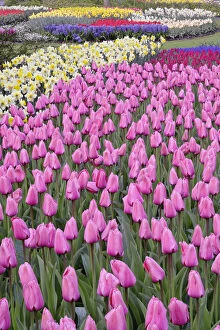 Tulips and daffodils, Keukenhof Gardens