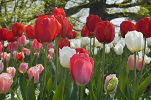 Images Dated 19th April 2011: Tulips - a field of red, pink and white Tulips
