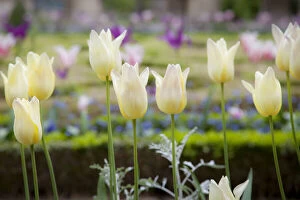 Floral Gallery: Tulips growing in the garden of Hotel Carnavalet