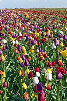 Tulips - grown as cultivated crop Holland, Europe