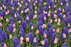 Tulips and hyacinth flowers, Keukenhof Gardens