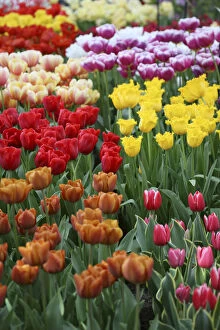 Tulips, Keukenhoff Gardens, Netherlands