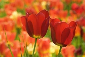 Images Dated 19th April 2011: Tulips - two red blooming Tulips in front of a