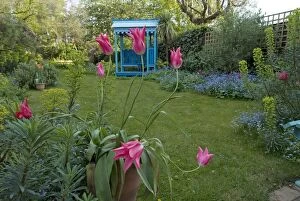 Images Dated 15th April 2011: Tulips - Spring garden with lily flowered pink Tulips - with garden shelter in background