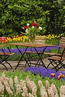 Tulips of table in garden, Keukenhof Gardens
