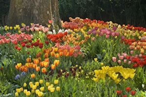 Images Dated 19th April 2011: Tulips - variety of Tulips in a garden in Spring