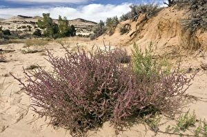 Images Dated 6th October 2012: Tumbleweed / Prickly Russian Thistle / Russian Thistle