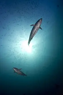 Maldives Prints: Tuna Fish - Maldives