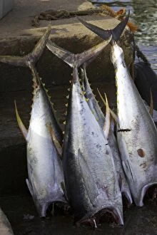 Tuna, a recent catch