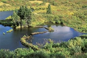 Tundra pond with beaver dam, autumn colors