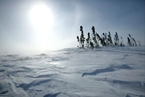 Tundra - sun shining as snow is blown across landscape