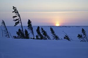 Tundra - sunset