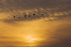 Images Dated 27th November 2010: Tundra Swans - in flight - at wintering grounds in Central Valley - California