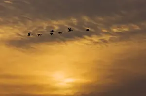 Evening Light Prints: Tundra Swans - in flight - at wintering grounds in Central Valley - California