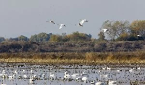 Images Dated 26th November 2010: Tundra Swans - at wintering grounds