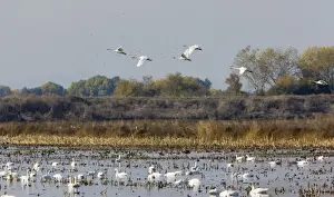 Soaring Prints: Tundra Swans - at wintering grounds in Central Valley, California