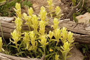 Paintbrush Prints: Tundra / Western Paintbrush - Grand Teton National Park, Wyoming, USA, North America