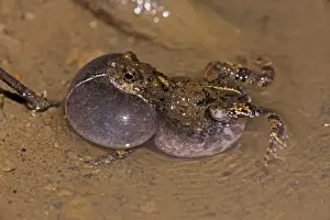 Call Prints: Tungara Frog - male calling to attract females - in water - Costa Rica