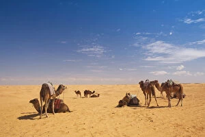 Dune Gallery: Tunisia, Ksour Area, Ksar Ghilane, camel