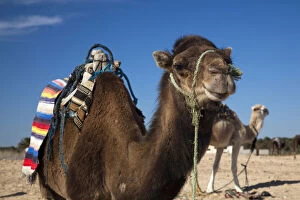 Images Dated 8th June 2011: Tunisia, Sahara Desert, Douz, Zone Touristique