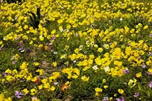 Images Dated 15th March 2009: Turban Buttercups (and a few Crown Anemones) on Akrotiri Peninsula