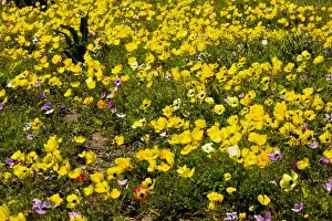 Anemones Prints: Turban Buttercups (and a few Crown Anemones) on Akrotiri Peninsula, Greek Cyprus (south)