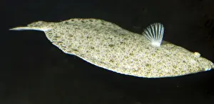 North Sea Prints: Turbot. Right sided flatfish swimming off the sea bed. North Atlantic, North Sea