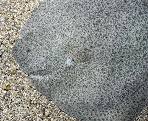Images Dated 17th June 2012: Turbot settled on seabed with sand wafted