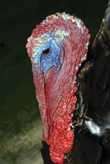 Domestication Prints: Turkey, domestic (male with wattles)