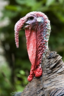 Turkey, domestic (male with wattles)