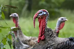 Turkey - male in foreground with two female turkeys in background