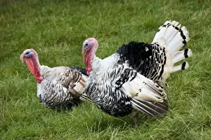 Turkeys Prints: Turkey - male parading before female turkey