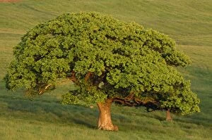 Turkey OAK tree - In summer on pasture land, evening light