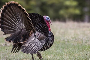 Turkey tom in spring breeding plumage in