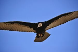 Aura Gallery: Turkey Vulture