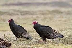 Aura Gallery: Turkey Vulture