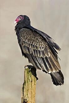 Images Dated 9th April 2007: Turkey Vulture