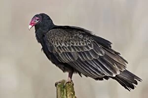 Images Dated 9th April 2007: Turkey Vulture